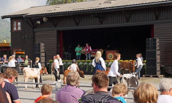 friday-seljord-cow-showing
